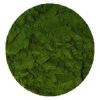 green algae  