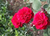 natural plant extract Rose Extract  