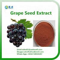 Hot Selling Grape seed Extract OPC 95%  