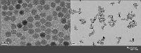 Oleic acid modified Fe3O4 nanoparticles