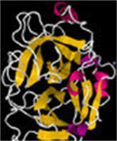 Recombinant Endoproteinase Lys-C